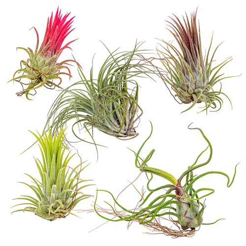 Bloomique 5er mix - bloomique,