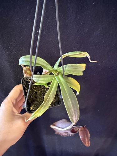 Nepenthes izumiae 3925 - nepenthes,