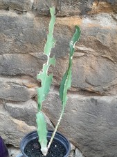 schöner ca. 30 cm großer Epiphyllum Blattkaktus mit 2 Trieben, ROTE Blüte *