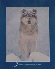 Arctic Wolf, Poster 50 x 40 cm