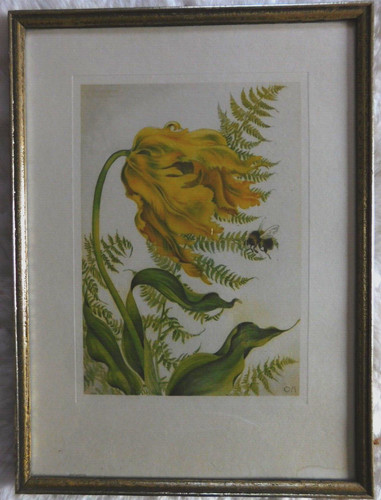 Papageien tulpe gelb - 🌼papageien,