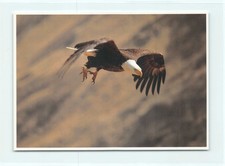 1 AK Amerikanischer Weisskopfseeadler Adler Greifvogel Raubvogel - USA 3 !!! *