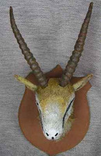 ANTILOPE KOPF JAGDTROPHÄE