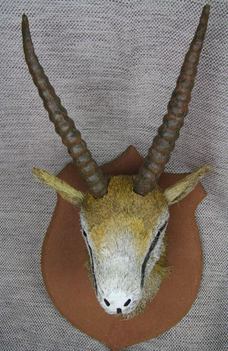 Antilope kopf jagdtrophäe - antilope,