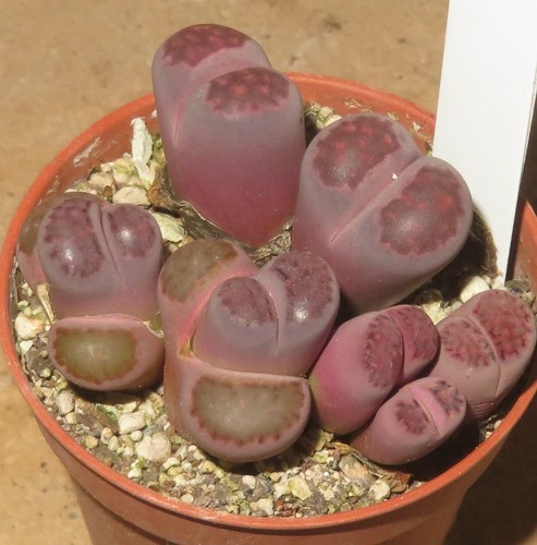 Lithops salicola bacchus - cv,