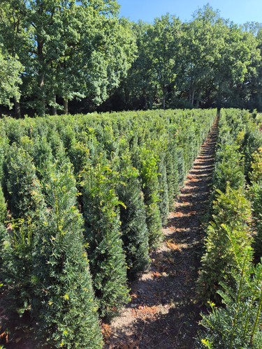 Eibe taxus baccata 80 - taxus, bis