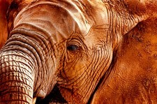 Fotografie  Namibia, Elefant #