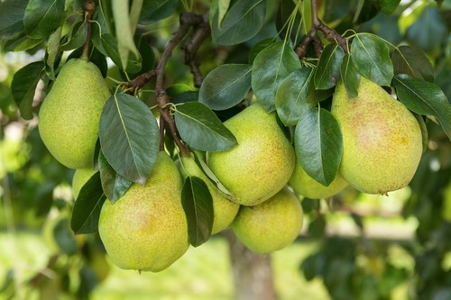 1st birnenbaum köstliche von - 1st.,