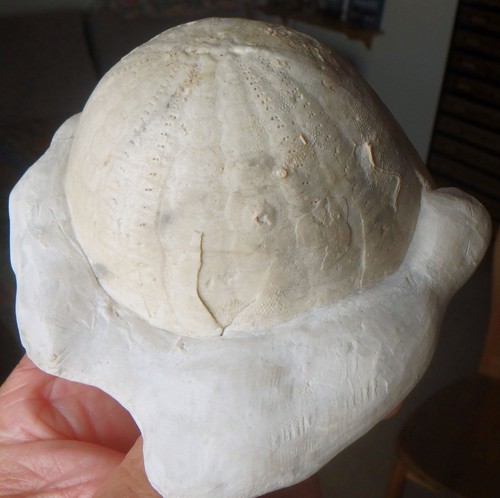 Ammonit fossilien seeigel - fossilien,