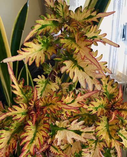 Coleus buntnessel estrella - coleus,