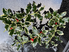 Stechpalme Ilex Beerenzweige