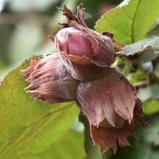 Haselnuss Lamberta Rot