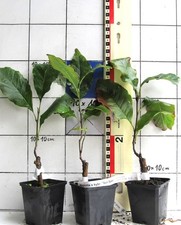 Magnolia x hybr. "Sunspire" -