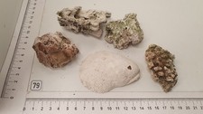Nano aquarium echtes - nr.79,