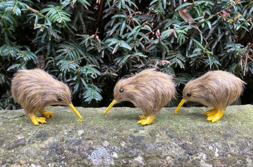3er set kiwi - set,