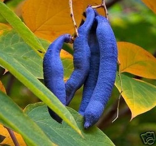 Samen ganz tolle blaue - samen,