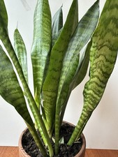 Sansevieria Bogenhanf Topfpflanze Zimmerpflanze
