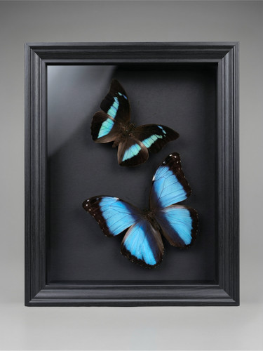 Entomologischer rahmen - entomologischer,