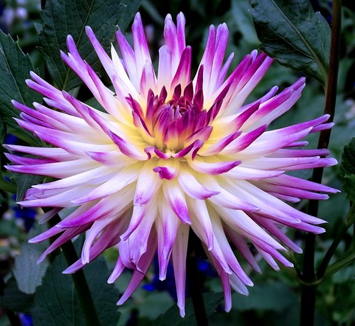 Dahlien - ,