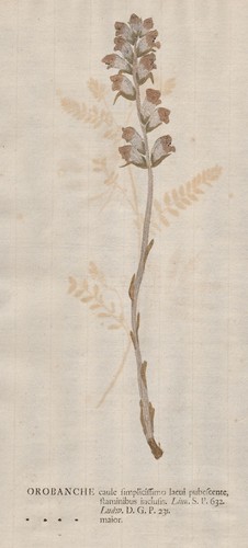 Orobanche major sommerwurz - major,