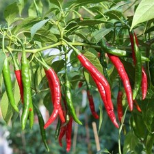 Cayenne Chilli scharfe &