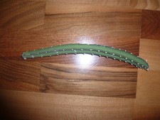 Kaktee Königin der Nacht 1