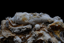 Stufe aus den "Nattheimer Schichten" mit Schnecke und Muscheln - selten-