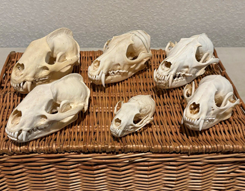 Sämtliche wildtierköpfe - sämtliche,