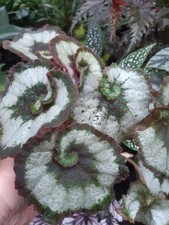 Zimmerpflanze Begonia Rex 'Escargot'