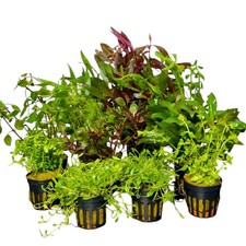 Aquariumpflanzen-Set, 5 Töpfe, Wasserpflanzen, Aquarium