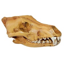 Harz Wolf Schädel Kopfmodell