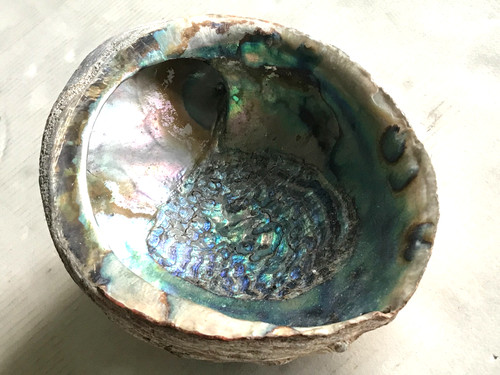 Große dekorative abalone paua - dekorative,