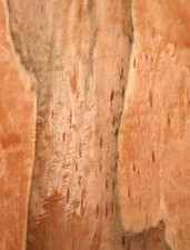 Indischer Apfelbaum Maser
