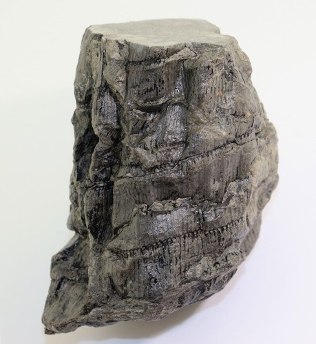 Pflanze calamites sp - calamites,