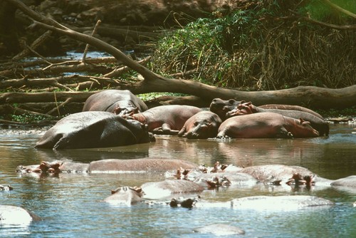 Postkarte hippo - postkarte,