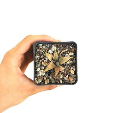 Ariocarpus retusus form