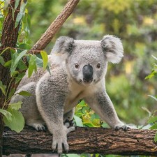 Reisegutschein Urlaub Sachsen