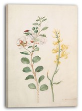 Kunstdruck maria sibylla - kunstdruck,