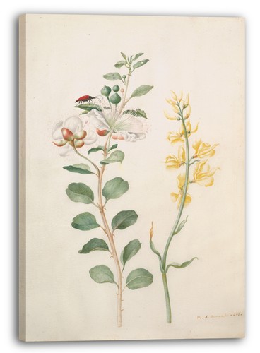 Kunstdruck maria sibylla - kunstdruck,
