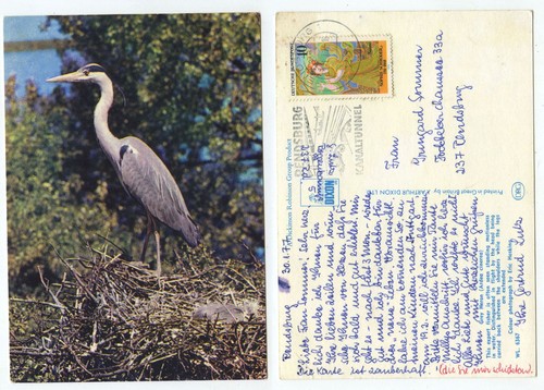 19902 graureiher grey - graureiher,