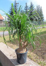 Elefantenfuß Beaucarnea recurvata, verzweigt 7 23.7