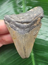 6,5 cm grauer Zahn des