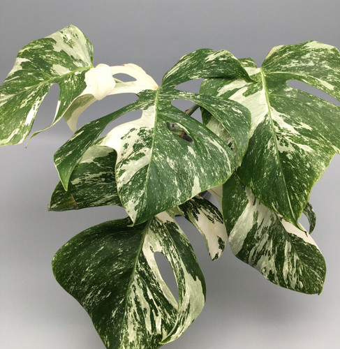 Monstera deliciosa albo - deliciosa,