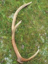 Abwurfstange Geweih Rothirschgeweih Hirschgeweih Hirschhorn Deko Weihnachtsdeko