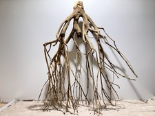 Talawa Wurzel JUMBO ähnlich