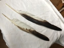 2 Federn 44 cm 33 cm Bussard? Greifvogel Raubvogel aus Sammlung