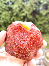 Großer natürlicher