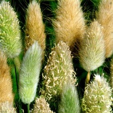 Hasenschwanzgras Samtgras Mix Blumen Stauden Beete Steingarten 300 Samen Nr.373