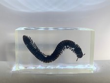 Asiatischer Schnurfüßer in Acrylblock / durchsichtig / echte Käfer und Insekten 