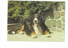 G1276 AK Berner Sennenhund Hund ungelaufen ca. 1980/90